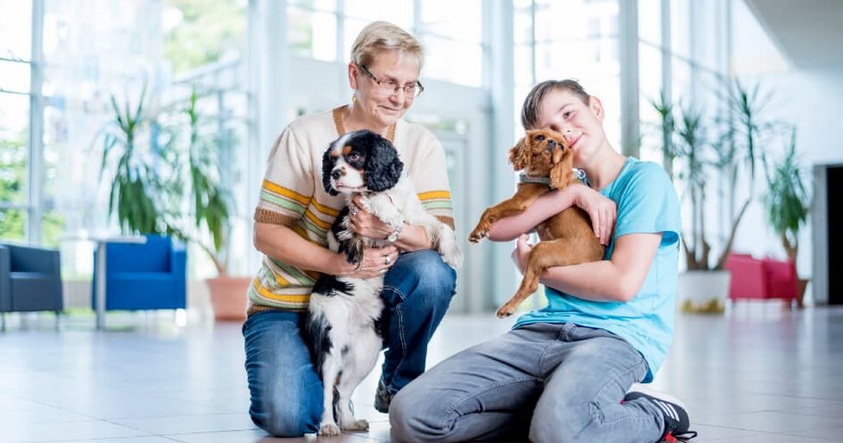 Therapeutin und ein junger Patient spiele mit zwei Therapiehunden